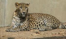 Šri Lankoje į kilpas įkliuvo trys reti leopardai