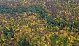 Miškų Lietuvoje daugėja