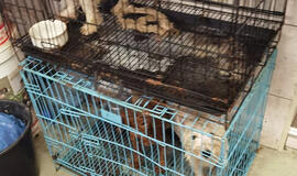 Šunų pragaras Kretingoje: rasti sudegintų šuniukų palaikai