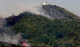 Graikijos miškų gaisrai sukėlė prieš imigrantus nukreiptą pyktį
