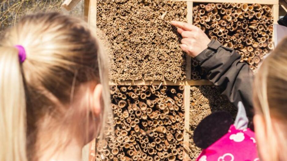 Vaikų pagaminti viešbučiai lauks pirmųjų gyventojų – bičių, vapsvų ir kitų vabzdžių