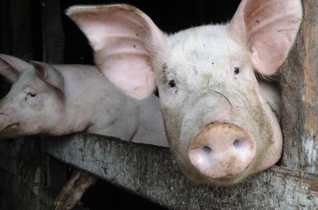 Sieks, kad gyvų kiaulių eksportas būtų ribojamas tik iš Kauno apskrities