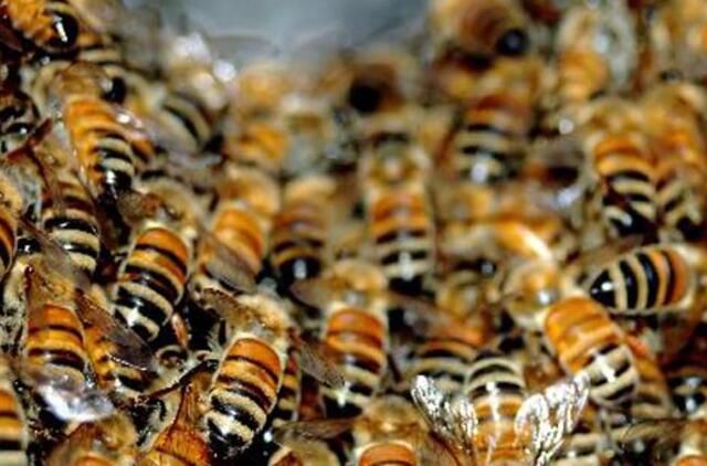 Kinas ant kūno išlaikė 26 kilogramus bičių