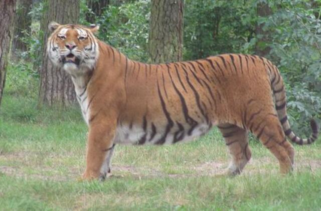 JAV zoologijos sode tigras užpuolė lankytoją