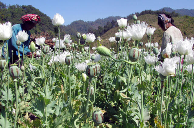 JT: Mianmare užauginama vis daugiau opiumo