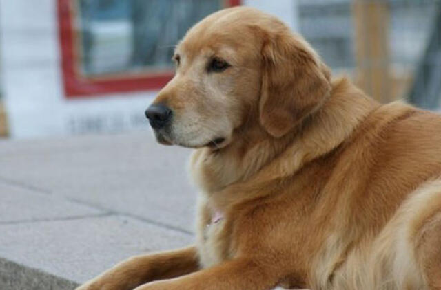 Per uraganą Sandy pasimetęs audros bendravardis šuo sugrąžintas šeimininkams