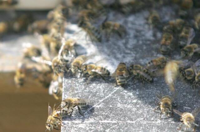 Kaip iš namų išprašyti bites?