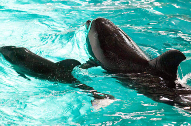 Naujagimiui delfiniukui prognozuoja puikaus artisto ateitį