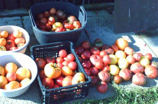10 klausimų patyrusiai pomidorų augintojai