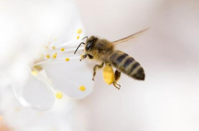 Nykstančios bitės pasauliui neša blogą naujieną