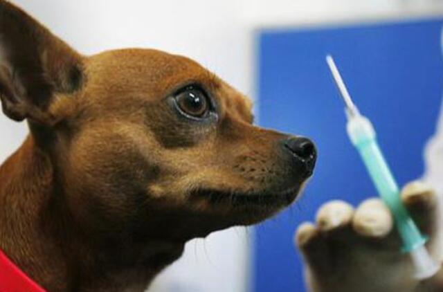 Prasideda laukinių gyvūnų vakcinavimas nuo pasiutligės
