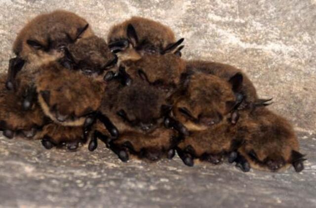 Kuršių nerijoje - naktinės šikšnosparnių paieškos