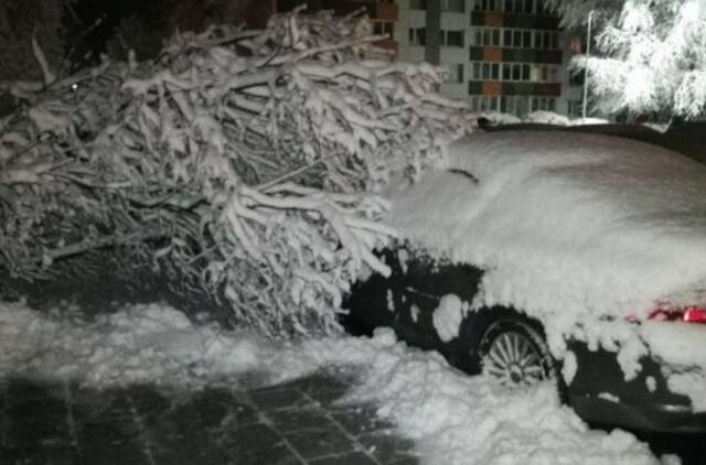 Sniego neatlaikę medžiai griuvo ant automobilių