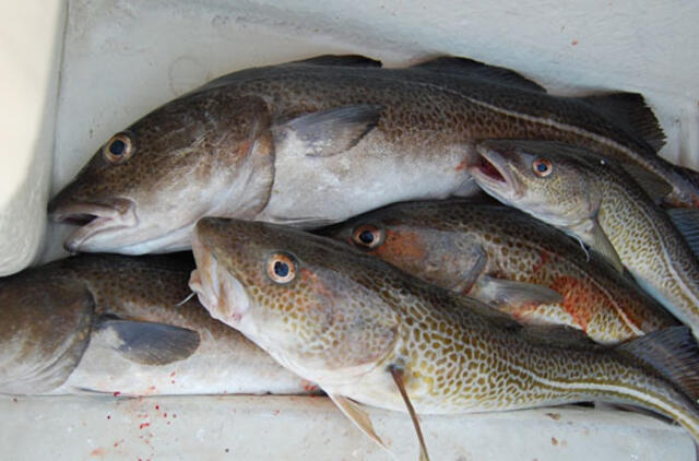 Prašoma sustabdyti menkių žvejybą ties Lietuva