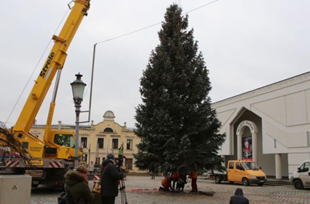 Į Klaipėdos Kalėdų aikštę jau atkeliavo žmonių dovanota eglė