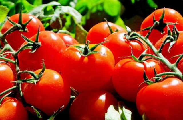 Pomidorai – aukso obuoliai, kuriuos atrado actekai