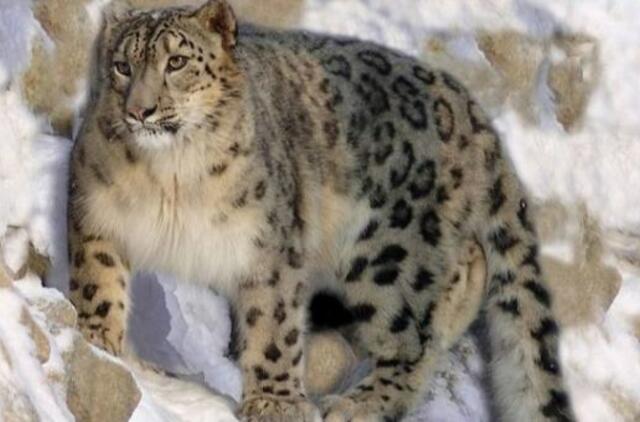 Indijoje į gyvulių aptvarą užklydęs retas snieginis leopardas atsidurs zoologijos sode