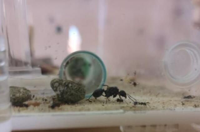Kviečia į unikalią pažintį su skruzdėmis Kuršių nerijoje