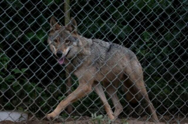 Vilko ir šuns hibridė Luna greitai pasieks naujus namus Vokietijoje