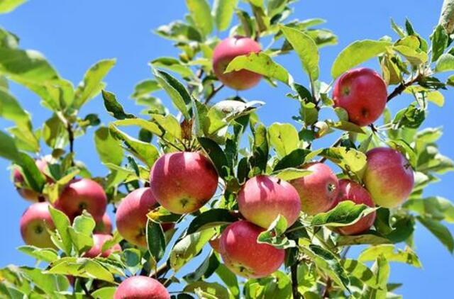 Obuolių šiemet bus daugiau, bet sulčių spaudėjai darbo dar neturi
