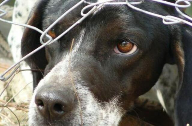 Graikijoje už žiaurų elgesį su gyvūnais grės iki 10 metų kalėjimo