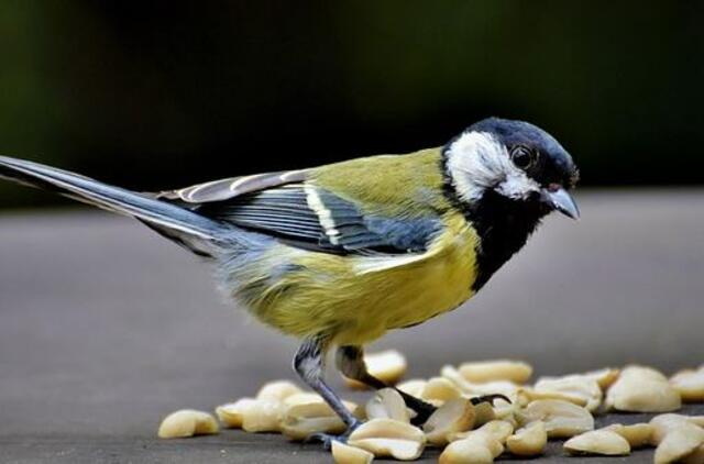 Paukščiai žiemą: lesinti tik kokybišku maistu