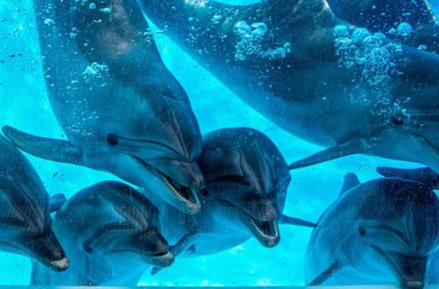Tiesioginėje transliacijoje - delfinai irgi žaidžia